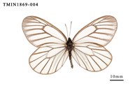 藏品(白絹粉蝶)的圖片